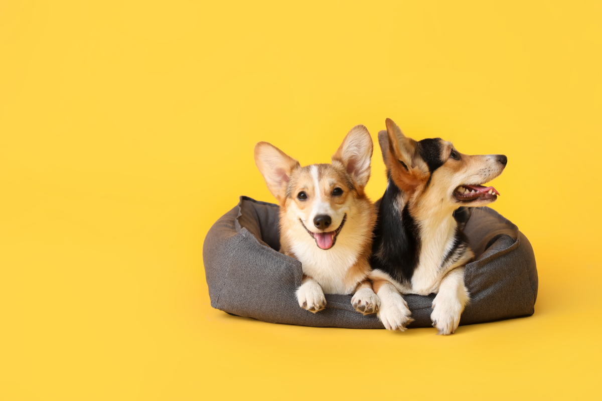L'image représente deux chiens dans leur panier, sur un fond jaune vif. Mon chien a mauvaise haleine, quelles solutions naturelles. probiotiques pour mauvaise haleine chien