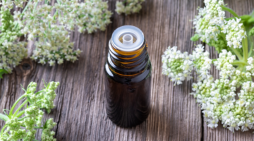 Angelica drops : The poetic essence of an eternal oil