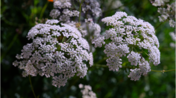 Werkzaamheid en therapeutisch gebruik van anijs etherische olie