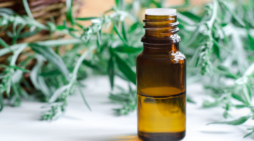 Mugwort Artemisia Vulgaris