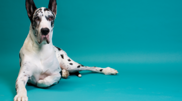 Hoe hartfalen bij honden voorkomen