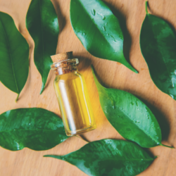 Les 10 huiles essentielles pour réaliser vos massages anti-cicatrices