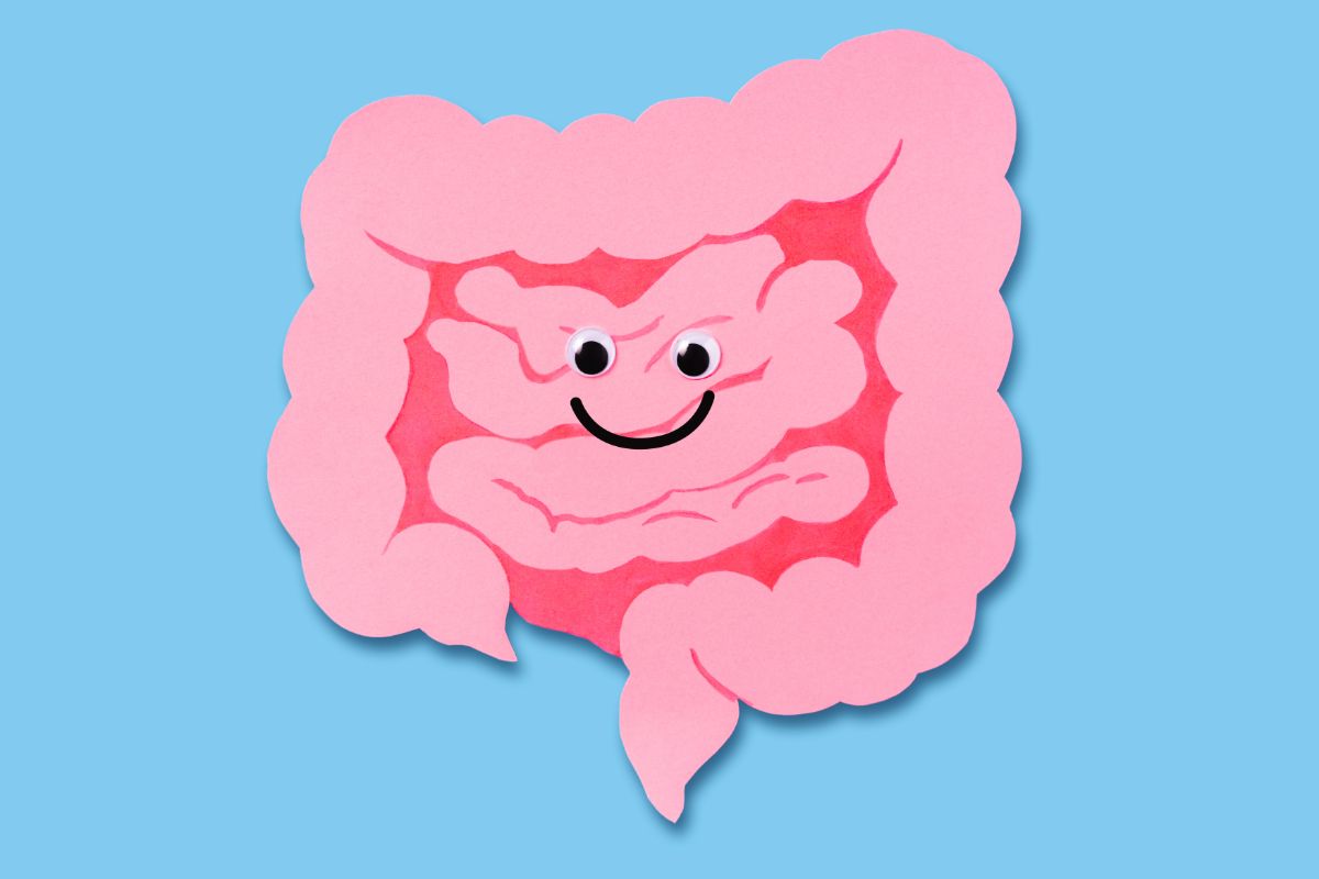 l'image représente une partie du système digestif pour illustrer la transplantation fécale ou TMF