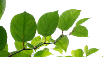 Was sind die Vorteile des Japanischen Staudenknöterichs?