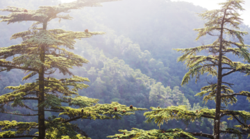 Ätherisches Öl der Zeder von Virginia: Gesundheit und Gelassenheit