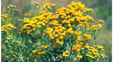 Le Voile d'Indigo : El enigma del aceite esencial de tanaceto anual