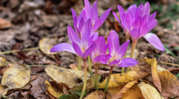 Poisonous plants: A complete guide to avoiding the dangers in your garden