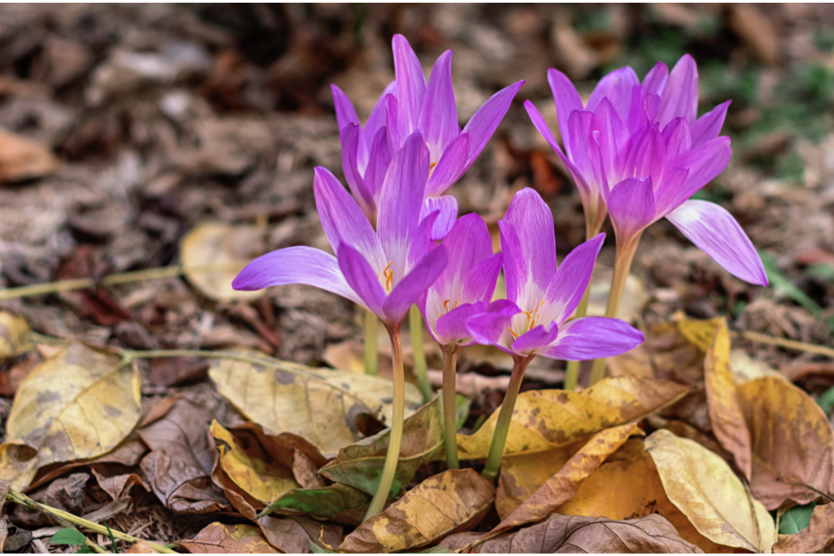 La photographie représente une Colchique d'automne (Colchicum autumnale), en pleine floraison, émergeant parmi des feuilles mortes typiques de l'automne. La fleur, caractéristique de cette espèce, se distingue par sa forme tubulaire et sa couleur rose violacé.