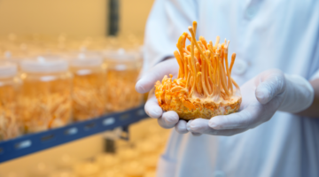 Cordyceps : Le champignon miraculeux de la médecine traditionnelle et moderne