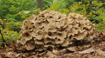 Polyporus umbellatus: de weinig bekende paddenstoel met uitzonderlijke deugden