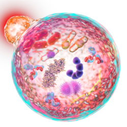 Illustration en haute résolution d'une cellule subissant le processus d'autophagie, montrant les autophagosomes contenant des composants cellulaires destinés à la dégradation, les lysosomes en rouge et les mitochondries en forme de haricot.