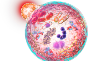 Autofagia, il processo vitale di rinnovamento cellulare