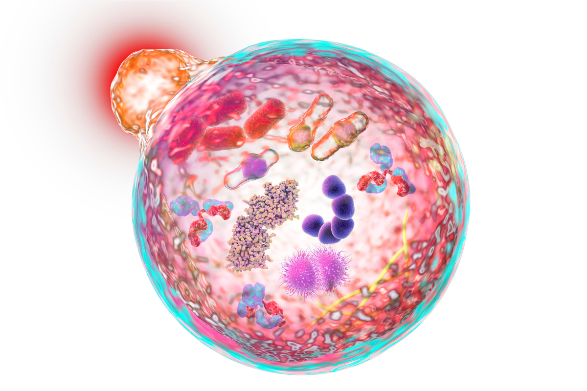 Illustration en haute résolution d'une cellule subissant le processus d'autophagie, montrant les autophagosomes contenant des composants cellulaires destinés à la dégradation, les lysosomes en rouge et les mitochondries en forme de haricot.
