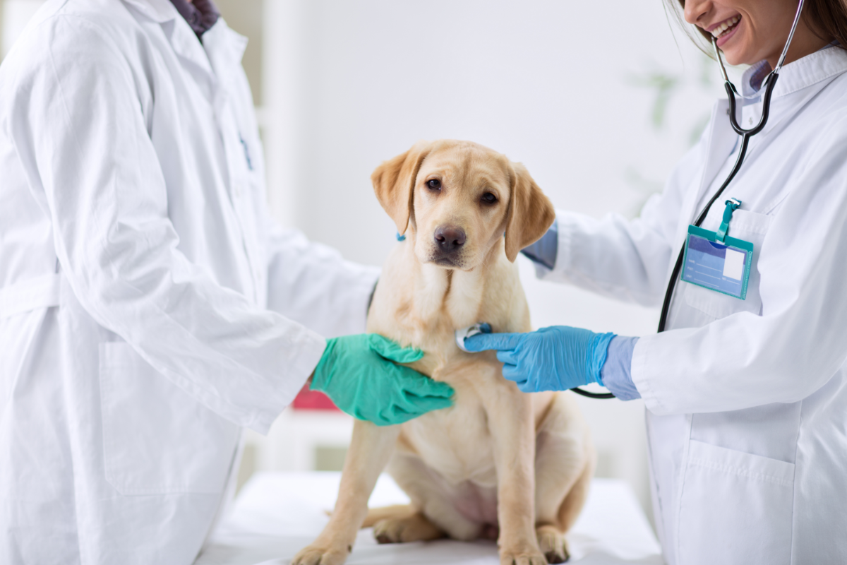 chien type labrador en consultation vétérinaire