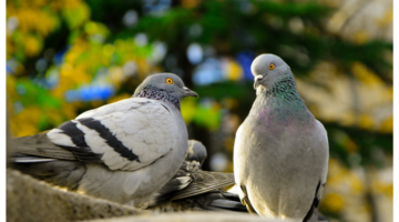 Kryptokokkose: Untersuchung einer unterbewerteten Pilzinfektion