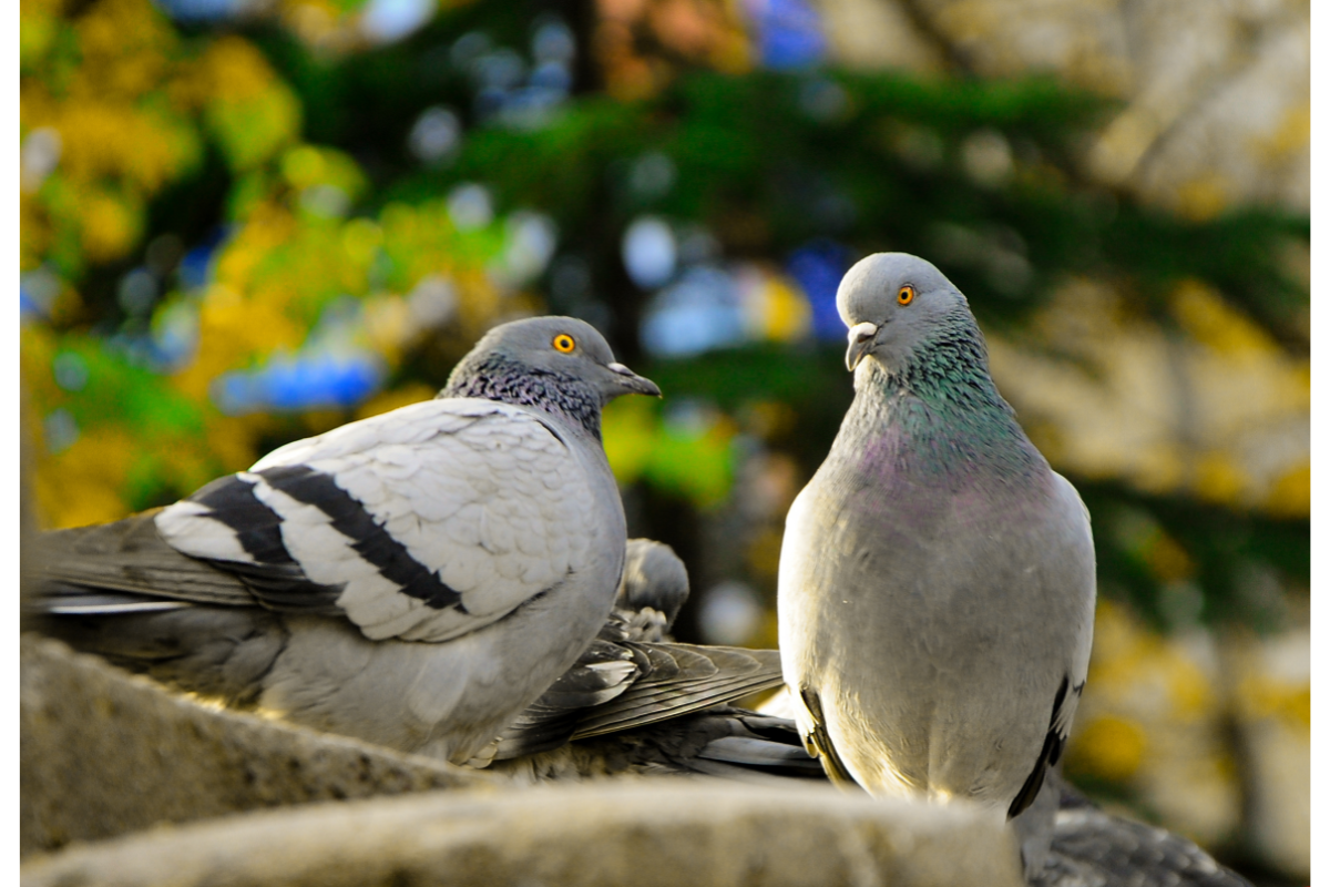 deux pigeons sur une branche d'arbre