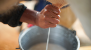 Brucellose: een bacteriële zoönose op het grensvlak tussen mens en dier