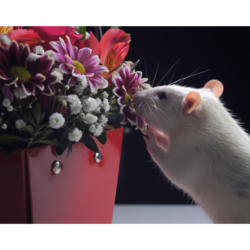 rat domestique explorant un pot de fleurs