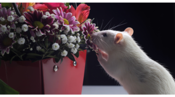 Choriomeningitis: Eine unbekannte Zoonose, die von Nagetieren ausgeht