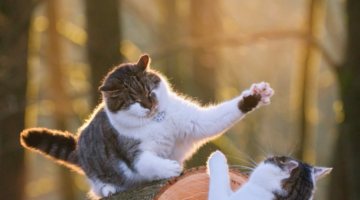 Comprendre les comportements de son chat