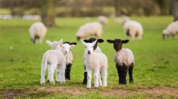 Ecthyma contagioso: uno sguardo più approfondito a questa infezione virale della pelle