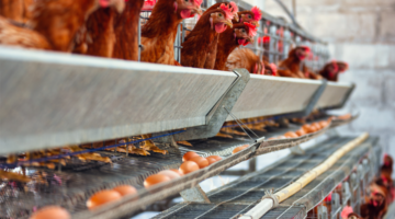 La Grippe Aviaire : Un défi sanitaire mondial à surmonter