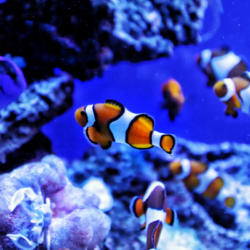 poissons clown dans un aquarium