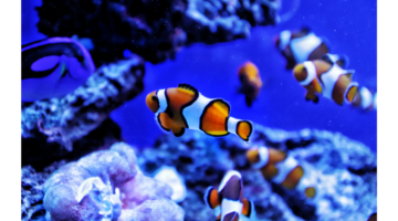 Mycobacterium marinum: An emerging dermatological zoonosis