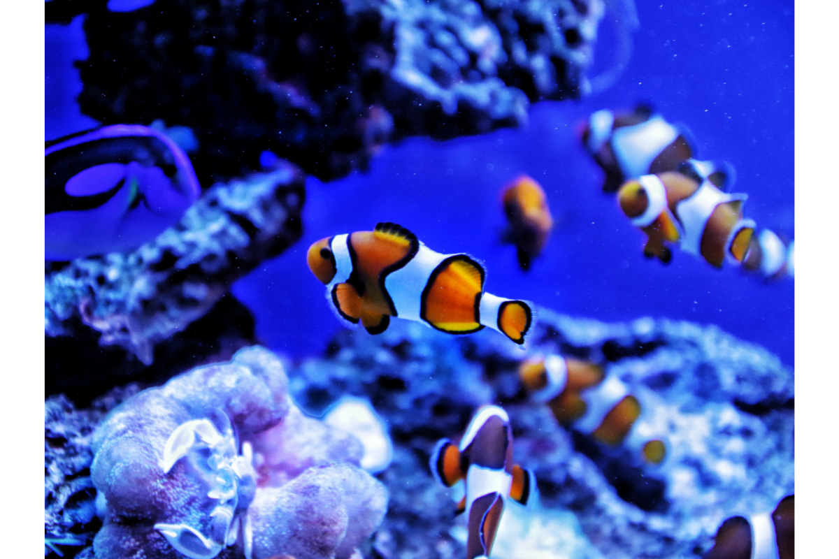 poissons clown dans un aquarium
