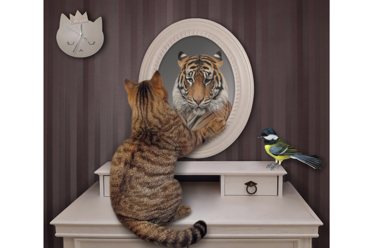 Chat tigré qui regarde dans un miroir reflétant une image de tigre.