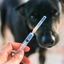 chien attendant l'injection d'un vaccin