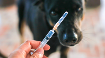 Zoonosi: malattie trasmesse dagli animali all'uomo