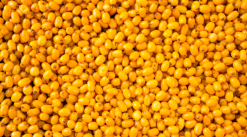 Sanddorn: Was sind die gesundheitlichen Vorteile von Omega-7-Fettsäuren?