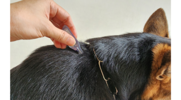 Encéphalite à tiques : cette maladie potentiellement mortelle