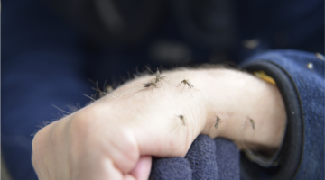 Door vectoren overgedragen koortsen: door muggen overgedragen ziekten