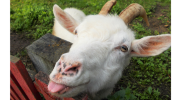 Q-Fieber: Eine unbekannte bakterielle Krankheit verstehen