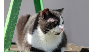 Animal Scabies: A Common Zoonosis