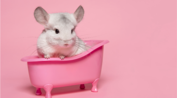 Hantavirus: una amenaza vírica silenciosa