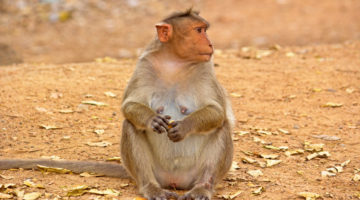 Herpes B delle scimmie: un virus zoonotico raro ma fatale