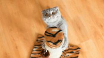 Malattia dell'artiglio del gatto: labirinto della salute