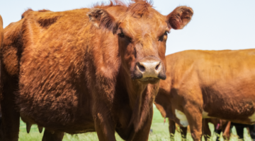 Mad Cow Disease: Myths, Realities and Issues