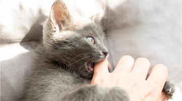 Pasteurellosis: a silent threat to animals and humans