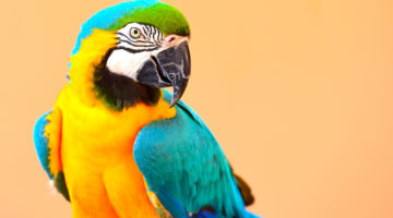 Ornithose - Psittakose: Zoom auf diese seltene Infektion