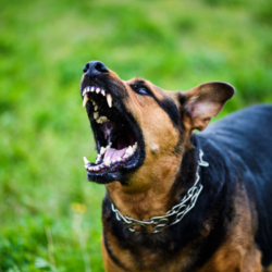 chien type berger allemand à la bouche ouverte