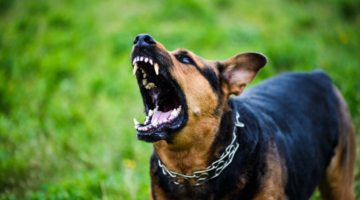 Tollwut: Diese tödliche Zoonose verstehen