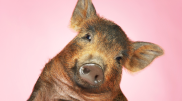 Rouget du Porc: implicaciones para la salud humana