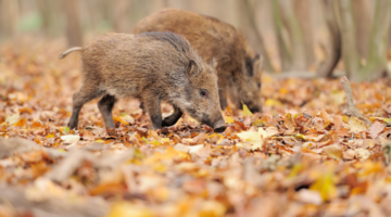 Streptococcus suis-Infektion: eine invasive Zoonose