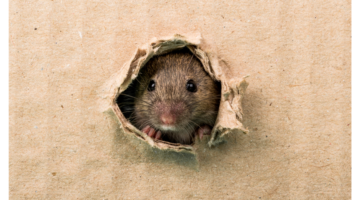 Streptobacillosis: a fever caused by rat bites