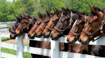 La teigne : Une zoonose commune et contagieuse