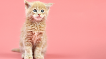 Impatto della toxoplasmosi sulla salute umana e animale